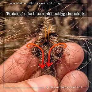 Example of braiding effect from interlocking dreads aka latch hooking dreads